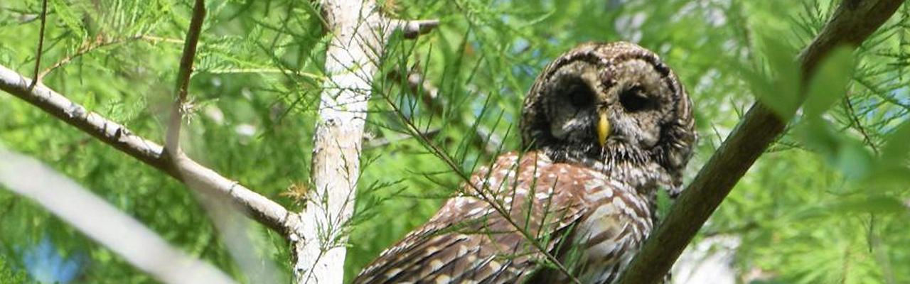 Barred Owl, Florida, South Florida, Florida Nature Tour, Florida Birding Tour, Naturalist Journeys