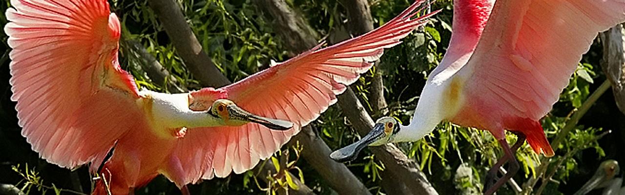 Roseate Spoonbills, Florida, South Florida, Florida Nature Tour, Florida Birding Tour, Naturalist Journeys