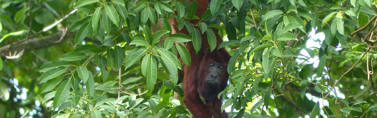 Red Howler Monkey, Trinidad Nature Tour, Trinidad Birding Tour, Trinidad Wildlife Tour, Bush Bush Nature Preserve, Naturalist Journeys 