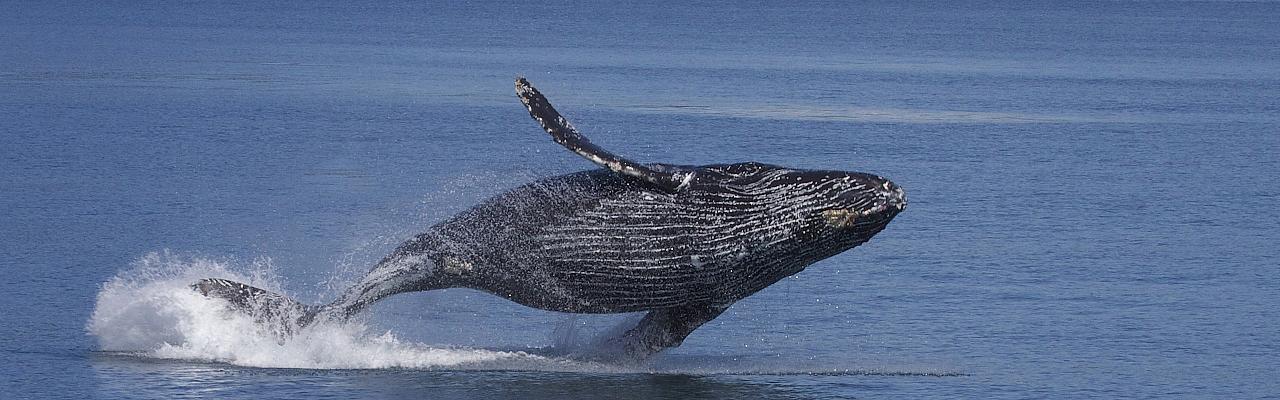 Humpback Whale, Hawaii, Hawaii Nature Cruise, Hawaii Cruise, Naturalist Journeys