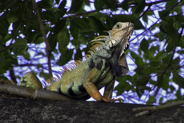Green Iguana, Puerto Rico, Dominican Republic, Naturalist Journeys, Caribbean Birding Tour