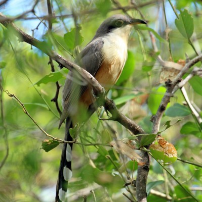 Mangrove Cuckoo, Puerto Rico, Dominican Republic, Naturalist Journeys, Caribbean Birding Tour