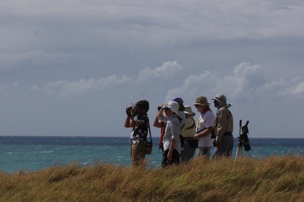 Birding the Caribbean, Puerto Rico, Dominican Republic, Naturalist Journeys, Caribbean Birding Tour