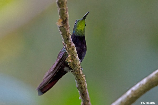 Antillean Mango, Dominican Republic, Naturalist Journeys, Caribbean Birding Tour