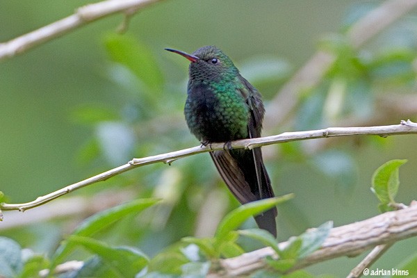 Hispaniolan Emerald, Dominican Republic, Naturalist Journeys, Caribbean Birding Tour