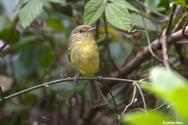 Flat-billed Vireo, Dominican Republic, Naturalist Journeys, Caribbean Birding Tour