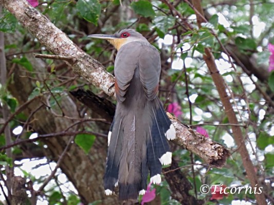 Hispaniolan Lizard Cuckoo, Dominican Republic, Naturalist Journeys, Caribbean Birding Tour