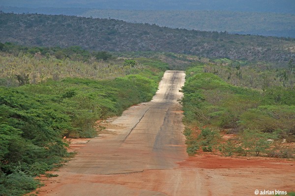 Sierra Bah Alcoa Road, Dominican Republic, Naturalist Journeys, Caribbean Birding Tour
