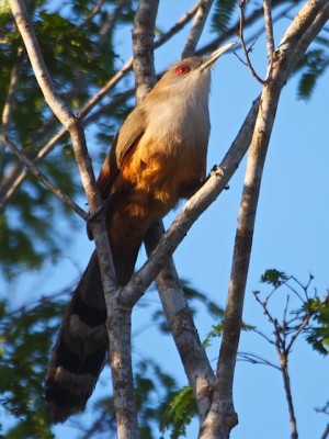 Great Lizard Cuckoo, Cuba, Naturalist Journeys