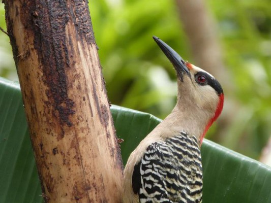 West Indian Woodpecker, Cuba, Naturalist Journeys