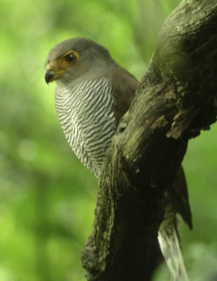 Barred Forest-Falcon, Belize, Honduras, Naturalist Journeys