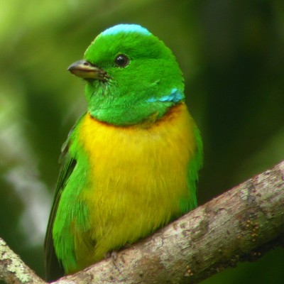 Blue-crowned Chlorophonia, Honduras, Belize, Naturalist Journeys