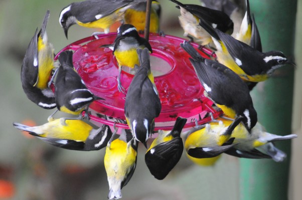 Bananaquit, Feeding Frenzy, Trinidad, Trinidad Birding Tour, Naturalist Journeys