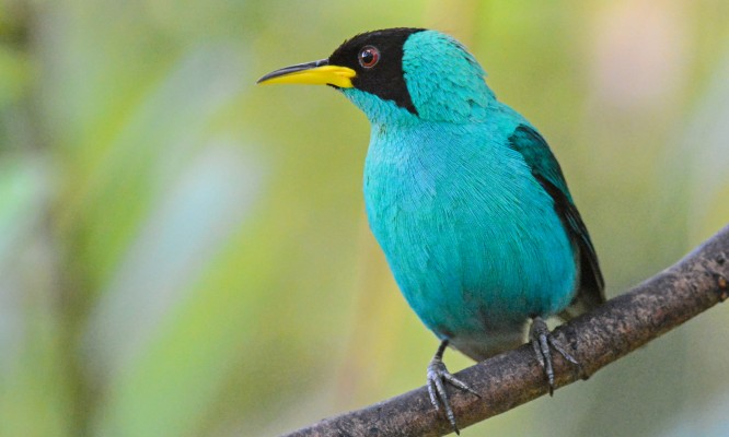 Green Honeycreeper, Trinidad, Trinidad Birding Tour, Naturalist Journeys 