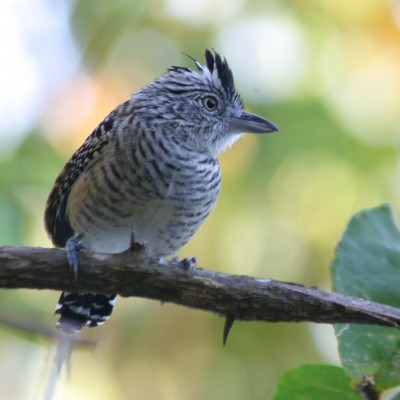 Barred Antshrike, Trinidad, Trinidad Birding Tour, Naturalist Journeys