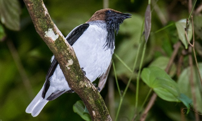 Bearded Bellbird, Trinidad, Trinidad Birding Tour, Naturalist Journeys