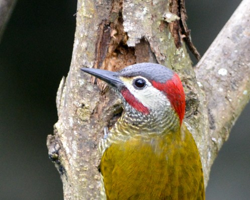 Golden-olive Woodpecker, Trinidad, Trinidad Birding Tour, Naturalist Journeys 