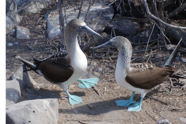 Blue-footed Booby, Galapagos Islands, Galapagos Cruise, Naturalist Journeys