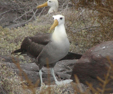 Waved Albatross, Galapagos Islands, Galapagos Cruise, Naturalist Journeys