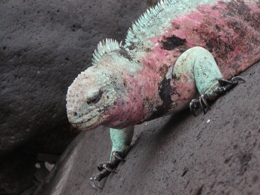 Marine Iguana, Galapagos, Galapagos Islands, Galapagos Cruise, Naturalist Journeys, Galapagos Wildlife Tour