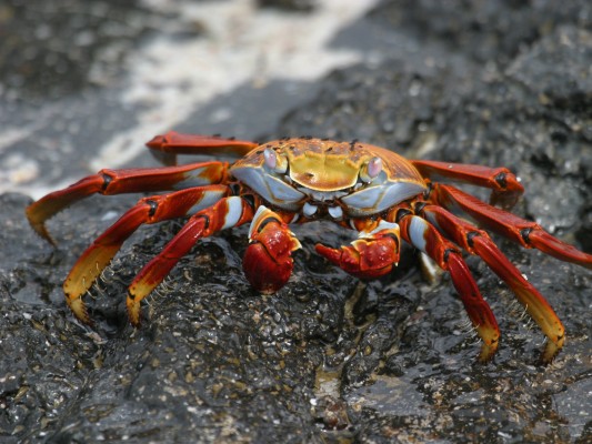 Sally Lightfoot Crab, Galapagos, Galapagos Islands, Galapagos Cruise, Naturalist Journeys, Galapagos Wildlife Tour