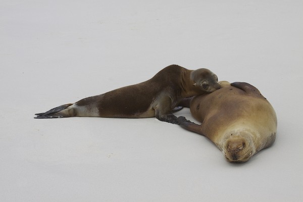 Sea Lion, Galapagos Islands, Galapagos Cruise, Naturalist Journeys