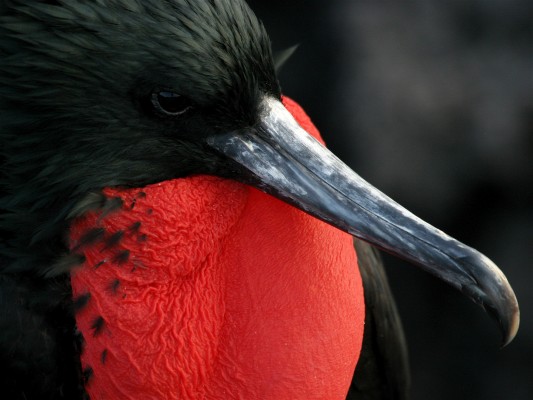 Frigatebird, Galapagos Islands, Galapagos Cruise, Naturalist Journeys