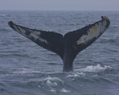 Humpback Whale, Newfoundland, Labrador, Maritimes, Canada, Naturalist Journeys, Arctic Cruise, Arctic Wildlife Tour
