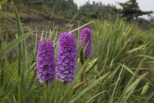 Small Purple-fringed Orchid, Newfoundland, Labrador, Maritimes, Canada, Naturalist Journeys, Arctic Cruise, Arctic Wildlife Tour