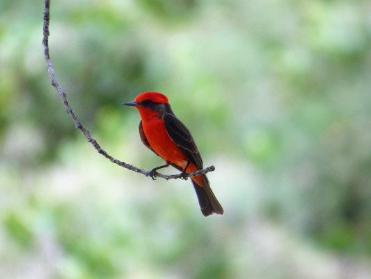 Vermillion Flycatcher, Utah, Southwest Birding Tour, Utah Birding Tour, Arizona Birding Tour, National Park Birding Tour, Naturalist Journeys