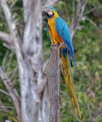Blue-and-yellow Macaw, Birding Trinidad, Bird watching Trinidad, South American birds, Naturalist Journeys, Wildlife Tour, Wildlife Photography, Ecotourism, Specialty Birds, Endemic Birds, Birding Hotspot, Asa Wright Nature Center