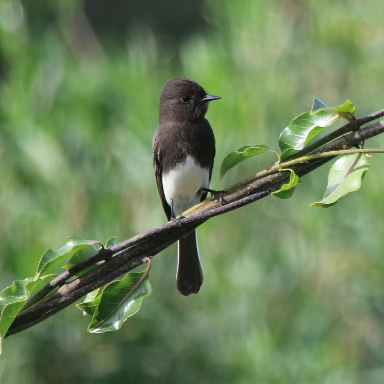 Black Phoebe, Mexico, Mexico Birding Tour, Mexico Nature Tour, Alamos, Naturalist Journeys