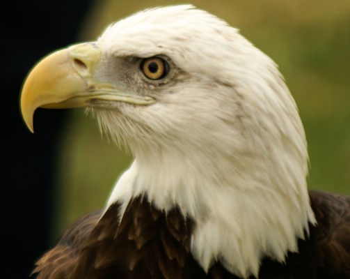 Bald Eagle, Florida, South Florida, Florida Nature Tour, Florida Birding Tour, Naturalist Journeys
