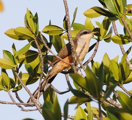 Mangrove Cuckoo, Florida, South Florida, Florida Nature Tour, Florida Birding Tour, Naturalist Journeys