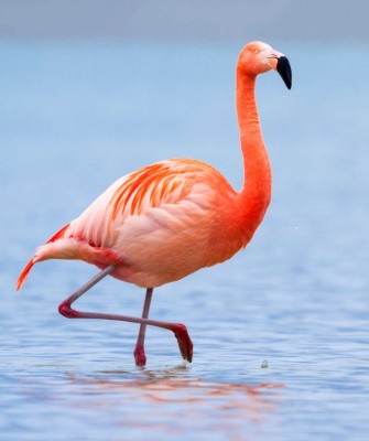 American Flamingo, Birding Mexico, Bird watching Yucatán Peninsula, Mexico Nature Tour, Naturalist Journeys, Wildlife Tour, Wildlife Photography, Ecotourism, Specialty Birds, Birding Hotspot