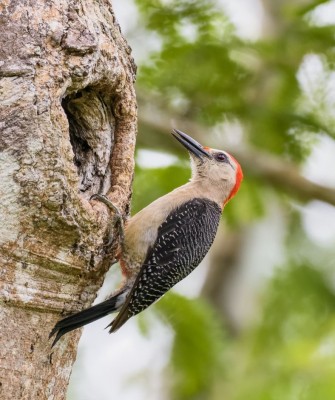 Yucatan Woodpecker, Birding Mexico, Bird watching Yucatán Peninsula, Mexico Nature Tour, Naturalist Journeys, Wildlife Tour, Wildlife Photography, Ecotourism, Specialty Birds, Birding HotspotY