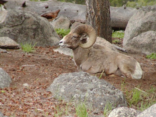 Big Horn Sheep, Yellowstone National Park, Yellowstone, Naturalist Journeys, Yellowstone Wildlife Tour, Yellowstone Nature Tour