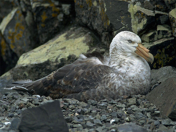 Giant Petrel, South Georgia Island, Antarctica, Naturalist Journeys, Antarctica Cruise, Antarctica Wildlife Tour, Antarctica Birding Tour