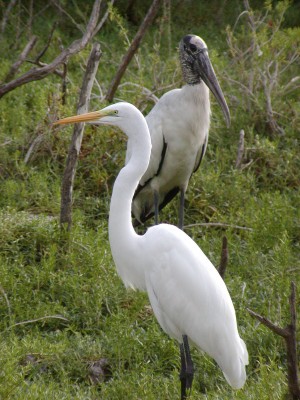 Great Egret, Woodstork, South Carolina, Naturalist Journeys, South Carolina Birding Tour, South Carolina Nature Tour