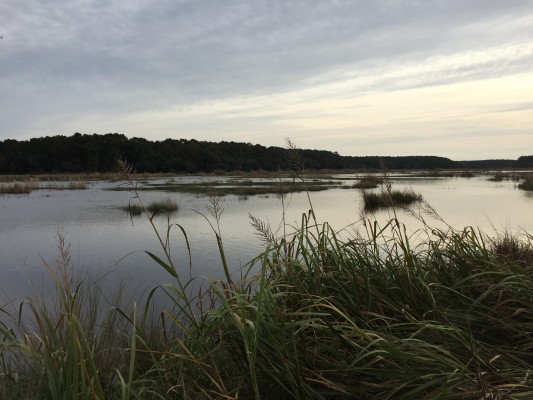 Estuary, South Carolina, Naturalist Journeys, South Carolina Birding Tour, South Carolina Nature Tour