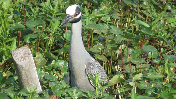Yellow-crowned Night Heron, South Carolina, Naturalist Journeys, South Carolina Birding Tour, South Carolina Nature Tour