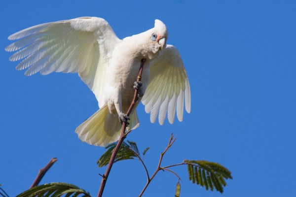 Little Corella, Western Australia, Australia, Naturalist Journeys, Australia Birding Tour, Australia Wildlife Tour