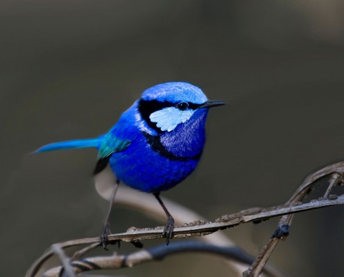 Splendid Fairy Wren, Western Australia, Australia, Naturalist Journeys, Australia Birding Tour, Australia Wildlife Tour