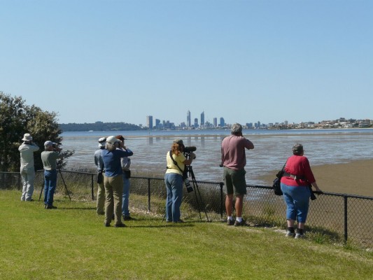 Birding Perth, Western Australia, Australia, Naturalist Journeys, Australia Birding Tour, Australia Wildlife Tour