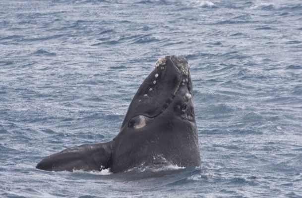 Southern Right Whale, Western Australia, Australia, Naturalist Journeys, Australia Birding Tour, Australia Wildlife Tour