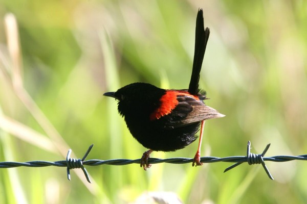 Red-backed Fairy Wren, Western Australia, Australia, Naturalist Journeys, Australia Birding Tour, Australia Wildlife Tour