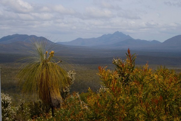 Outback, Western Australia, Australia, Naturalist Journeys, Australia Birding Tour, Australia Wildlife Tour