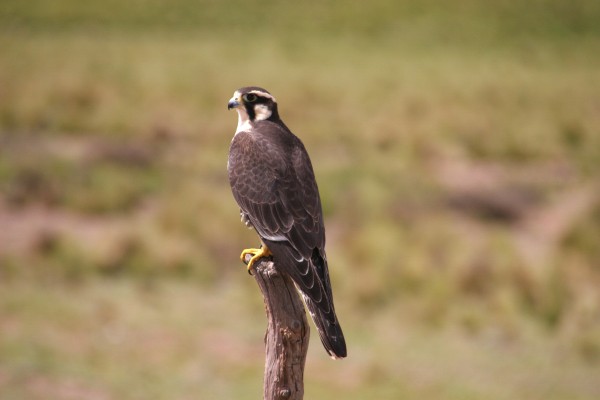 Aplomado Falcon, Argentina, Naturalist Journeys, Argentina Birding Tour