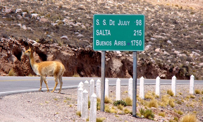 Vicuña, Argentina, Naturalist Journeys, Argentina Birding Tour