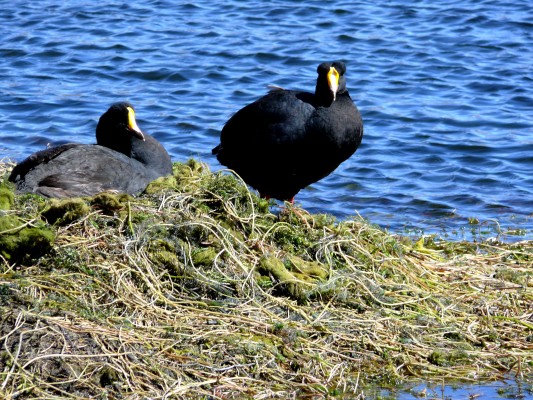 Giant Coot, Argentina, Naturalist Journeys, Argentina Birding Tour